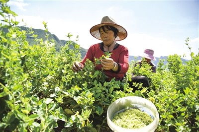 河北涉县 扩大中药材种植 助力中医药发展