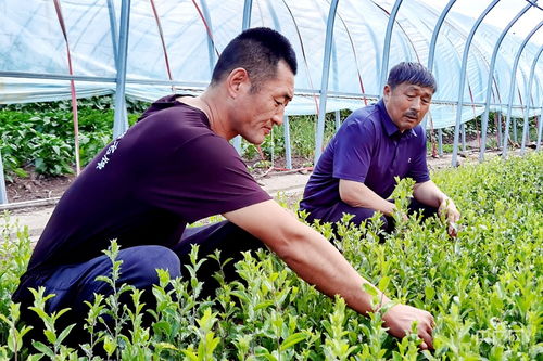 乡村振兴看内蒙古 阿荣旗 苦药材 种出 甜日子