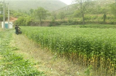河南省汝州市:艾草种植助力村民走上致富路