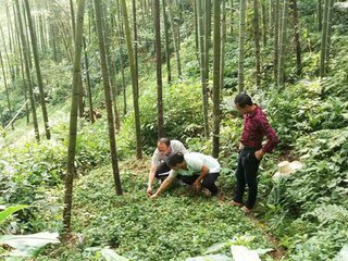 瞿卫国:利用林下资源种植中药材增加农民收入