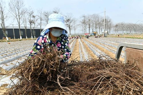 致富有新路 河南夏邑何首乌基地种植忙