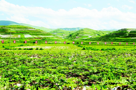 定西岷县:标准化种植助推中药材产业发展