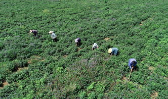 河北丰润 中药材种植开辟增收路