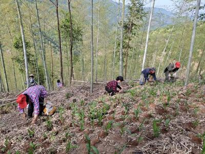 祁门:打造中医药健康产业新高地