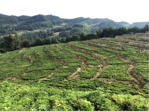 重庆太极中药材种植开发