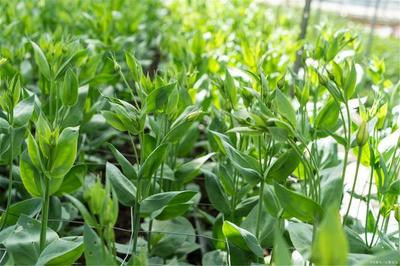 村里建起药材种植基地,带领村民敲开致富门