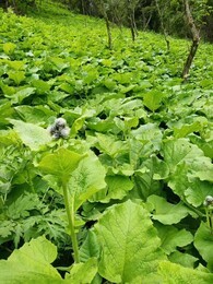 湖北省襄樊市适合的中药材种植基地